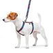 Collar WAUDOG Nylon QR-паспорт шлея для собак анатомічна Н-подібна малюнок "Літо", пластиковий фастекс, M Ш 20 мм, А 40-70, В 50-80 5574 фото 4