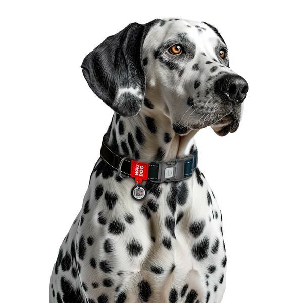 Collar WAUDOG Nylon Mono QR-паспорт нашийник для собак нейлоновий світловідбивний, пластиковий фастекс, S, Ш 15мм, Дов 25-35см чорний 52091 фото